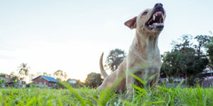 Dog Biting Attacking